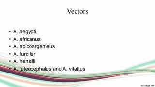 Vectors
• A. aegypti,
• A. africanus
• A. apicoargenteus
• A. furcifer
• A. hensilli
• A. luteocephalus and A. vitattus
 