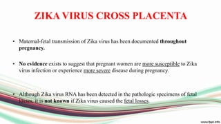 ZIKA VIRUS CROSS PLACENTA
• Maternal-fetal transmission of Zika virus has been documented throughout
pregnancy.
• No evidence exists to suggest that pregnant women are more susceptible to Zika
virus infection or experience more severe disease during pregnancy.
• Although Zika virus RNA has been detected in the pathologic specimens of fetal
losses, it is not known if Zika virus caused the fetal losses.
 