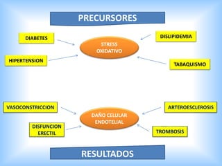 PRECURSORES
RESULTADOS
STRESS
OXIDATIVO
DAÑO CELULAR
ENDOTELIAL
DIABETES
HIPERTENSION
TABAQUISMO
DISLIPIDEMIA
ARTEROESCLEROSIS
TROMBOSIS
DISFUNCION
ERECTIL
VASOCONSTRICCION
 