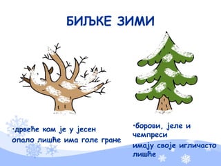 БИЉКЕ ЗИМИ
•дрвеће ком је у јесен
опало лишће има голе гране
•борови, јеле и
чемпреси
имају своје игличасто
лишће
 