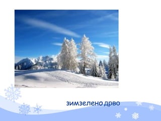 зимзелено дрво
 