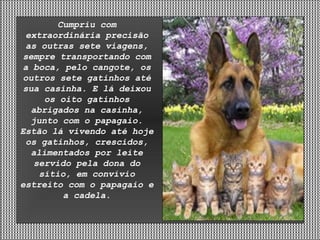Cumpriu com extraordinária precisão as outras sete viagens, sempre transportando com a boca, pelo cangote, os outros sete gatinhos até sua casinha. E lá deixou os oito gatinhos abrigados na casinha, junto com o papagaio. Estão lá vivendo até hoje os gatinhos, crescidos, alimentados por leite servido pela dona do sítio, em convívio estreito com o papagaio e a cadela. 