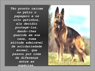 Tão pronto caíram no pátio o papagaio e os oito gatinhos, ela decidiu protegê-los, dando-lhes guarida em sua casa, numa atitude admirável de solidariedade animal, que passou por cima da diferença entre as espécies. 