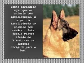 Tenho defendido aqui que os animais têm inteligência. E a par da inteligência os animais têm caráter. Esta cadela pastor alemão de Viamão tem um caráter dirigido para o bem. 