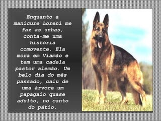 Enquanto a manicure Loreni me faz as unhas, conta-me uma história comovente. Ela mora em Viamão e tem uma cadela pastor alemão. Um belo dia do mês passado, caiu de uma árvore um papagaio quase adulto, no canto do pátio. 