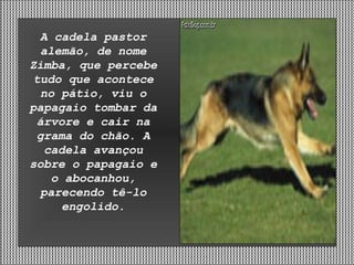 A cadela pastor alemão, de nome Zimba, que percebe tudo que acontece no pátio, viu o papagaio tombar da árvore e cair na grama do chão. A cadela avançou sobre o papagaio e o abocanhou, parecendo tê-lo engolido. 