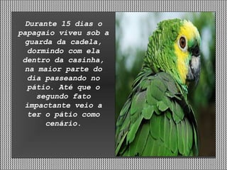 Durante 15 dias o papagaio viveu sob a guarda da cadela, dormindo com ela dentro da casinha, na maior parte do dia passeando no pátio. Até que o segundo fato impactante veio a ter o pátio como cenário. 