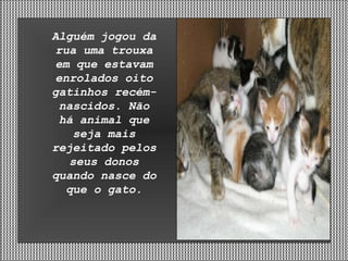 Alguém jogou da rua uma trouxa em que estavam enrolados oito gatinhos recém-nascidos. Não há animal que seja mais rejeitado pelos seus donos quando nasce do que o gato. 