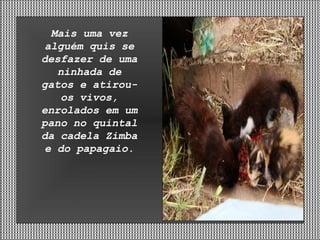 Mais uma vez alguém quis se desfazer de uma ninhada de gatos e atirou-os vivos, enrolados em um pano no quintal da cadela Zimba e do papagaio. 