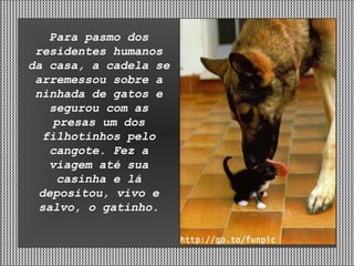 Para pasmo dos residentes humanos da casa, a cadela se arremessou sobre a ninhada de gatos e segurou com as presas um dos filhotinhos pelo cangote. Fez a viagem até sua casinha e lá depositou, vivo e salvo, o gatinho. 
