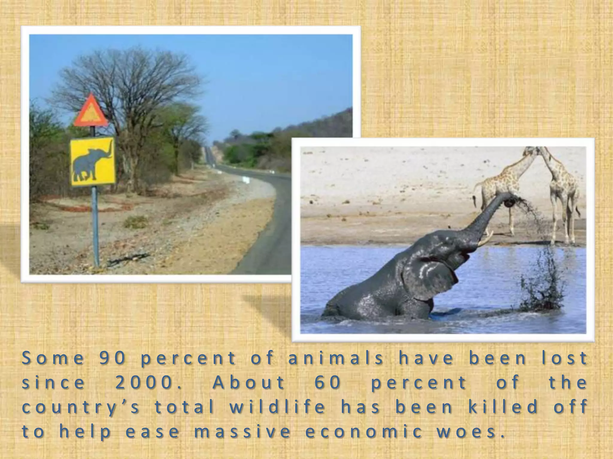 Some 90 percent of animals have been lost since 2000. About 60 percent of the country’s total wildlife has been killed off to help ease massive economic woes. 