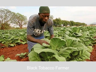 Black Tobacco Farmer
 