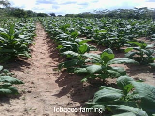 Tobacco farming
 