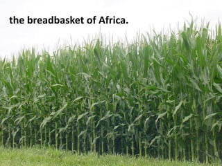 the breadbasket of Africa.
 