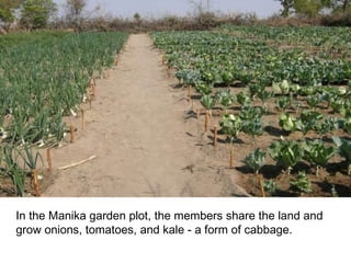 In the Manika garden plot, the members share the land and grow onions, tomatoes, and kale - a form of cabbage. 