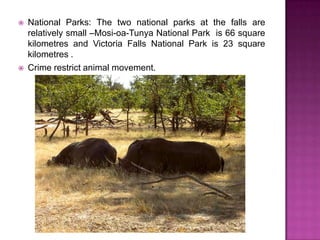 NationalParks: Thetwonationalparks at thefalls are relativelysmall–Mosi-oa-TunyaNational Park  is66 square kilometres and Victoria Falls National Park is23 square kilometres .Crimerestrict animal movement.