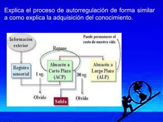 Explica el proceso de autorregulación de forma similar
a como explica la adquisición del conocimiento.
 