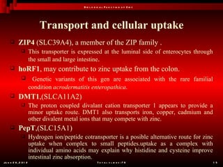 B io l o g ic a l F u n c t io n o f Z in c




                           Transport and cellular uptake
           ZIP4 (SLC39A4), a member of the ZIP family .
                      This transporter is expressed at the luminal side of enterocytes through
                       the small and large intestine.
           hoRF1, may contribute to zinc uptake from the colon.
                       Genetic variants of this gen are associated with the rare familial
                       condition acrodermatitis enteropathica.
           DMT1,(SLCA11A2)
                      The proton coupled divalant cation transporter 1 appears to provide a
                       minor uptake route. DMT1 also transports iron, copper, cadmium and
                       other divalent metal ions that may compete with zinc.
           PepT,(SLC15A1)
                      Hydrogen ion/peptide cotransporter is a posible alternative route for zinc
                       uptake when complex to small peptides.uptake as a complex with
                       individual amino acids may explain why histidine and cysteine improve
                       intestinal zinc absorption.
Ju n e 2 6 , 2 0 1 2                                    T o t a l s l id e s : 7 8                  1 5
 