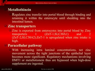 B io l o g ic a l F u n c t io n o f Z in c




           Metallothinein
             Regulates zinc transfer into portal blood through binding and
                       retaining it within the enterocyte until shedding into the
                       intestinal lumen.
           Zinc transporters
                      Zinc is exported from enterocytes into portal blood by Zinc
                       transporters     1      (ZnT-1,SLC30A1)          and      2
                       (ZnT-2,SLC30A2).ZnT-1 is upregulated when zinc intake is
                       high.
           Paracellular pathway
                      With increasing intra luminal concentrations, net zinc
                       movement across the tight junctions of the epithelial layer
                       becomes more significant. Regulatory mechanisms involving
                       DMT1 or metallotionein thus are bypassed when high-dose
                       supplement are ingested.
Ju n e 2 6 , 2 0 1 2                               T o t a l s l id e s : 7 8         1 6
 