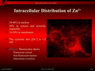 B io l o g ic a l F u n c t io n o f Z in c




                       Intracellular Distribution of Zn2+

              30-40% in nucleus
              50% in cytosol and cytosolic
               organelles
              10-20% in membranes.

              The cytosolic free [Zn2+] is 1-2
               nM

              Zinquin fluorescence shows
                      Fluorescent cytosol
                      Non-fluorescent nucleus
                      Zincosomes (vesicles)



Ju n e 2 6 , 2 0 1 2                                    T o t a l s l id e s : 7 8         23
 