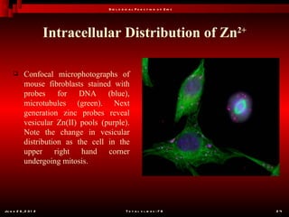 B io l o g ic a l F u n c t io n o f Z in c




                       Intracellular Distribution of Zn2+

           Confocal microphotographs of
            mouse fibroblasts stained with
            probes for DNA (blue),
            microtubules (green). Next
            generation zinc probes reveal
            vesicular Zn(II) pools (purple).
            Note the change in vesicular
            distribution as the cell in the
            upper right hand corner
            undergoing mitosis.




Ju n e 2 6 , 2 0 1 2                            T o t a l s l id e s : 7 8         24
 