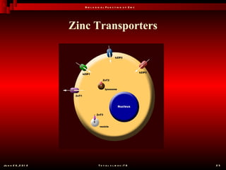 B io l o g ic a l F u n c t io n o f Z in c




                       Zinc Transporters




Ju n e 2 6 , 2 0 1 2                 T o t a l s l id e s : 7 8         25
 