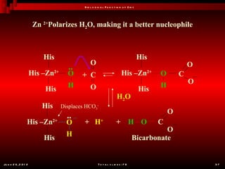 B io l o g ic a l F u n c t io n o f Z in c




                        Zn 2+Polarizes H2O, making it a better nucleophile



                           His                                                            His
                                                O                                                           O
                                      ..
                       His –Zn2+     O     + C                             His –Zn2+            O       C
                                                                                                            O
                                     H          O                                               H
                            His                                                           His
                                                                       H2O
                           His     Displaces HCO3-
                                                                                                    O
                                     ..
                   His –Zn    2+
                                     O      + H+                       +            H O         C
                                                                                              O
                                     H
                           His                                                      Bicarbonate


Ju n e 2 6 , 2 0 1 2                                   T o t a l s l id e s : 7 8                               37
 