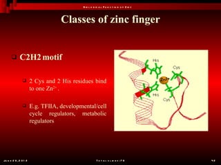 B io l o g ic a l F u n c t io n o f Z in c



                                   Classes of zinc finger


            C2H2 motif

                      2 Cys and 2 His residues bind
                       to one Zn2+ .

                      E.g. TFIIA, developmental/cell
                       cycle regulators, metabolic
                       regulators




Ju n e 2 6 , 2 0 1 2                                   T o t a l s l id e s : 7 8         42
 
