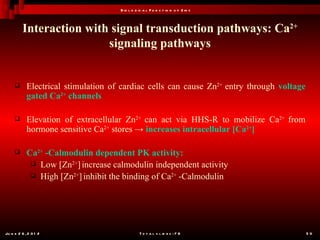B io l o g ic a l F u n c t io n o f Z in c



          Interaction with signal transduction pathways: Ca2+
                          signaling pathways


           Electrical stimulation of cardiac cells can cause Zn2+ entry through voltage
            gated Ca2+ channels

           Elevation of extracellular Zn2+ can act via HHS-R to mobilize Ca2+ from
            hormone sensitive Ca2+ stores → increases intracellular [Ca2+]

           Ca2+ -Calmodulin dependent PK activity:
              Low [Zn2+] increase calmodulin independent activity
              High [Zn2+] inhibit the binding of Ca2+ -Calmodulin




Ju n e 2 6 , 2 0 1 2                            T o t a l s l id e s : 7 8                 50
 