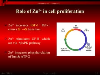 B io l o g ic a l F u n c t io n o f Z in c




                       Role of Zn2+ in cell proliferation

           Zn2+ increases IGF-1. IGF-1
            causes G1→S transition.

           Zn2+ stimulates GF-R which
            act via MAPK pathway

           Zn2+ increases phosphorylation
            of Jun & ATF-2



Ju n e 2 6 , 2 0 1 2                        T o t a l s l id e s : 7 8         58
 