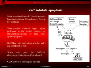 B io l o g ic a l F u n c t io n o f Z in c




                                   Zn2+ inhibits apoptosis
           Mitochondria releases ROS which causes
            lipid peroxidation, DNA damage, Protein
            SH oxidation

           Mitochondria channel input signal
            pathways to the central pathway of
            Bcl-2(anti-apoptotic) or Bax (pro-
            apoptotic) genes.

           Bcl2/Bax ratio determines whether cells
            are apoptosed or not.

           When cells pass the Bcl2/Bax
            checkpoint, Cytochrome C is released

           Cyt C activates the caspase cascade.
Ju n e 2 6 , 2 0 1 2                                T o t a l s l id e s : 7 8         60
 