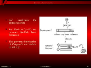 B io l o g ic a l F u n c t io n o f Z in c




              Zn2+     inactivates   the
               caspase cascade

              Zn2+ binds to Cys163 and
               prevents disulfide bond
               formation

              This prevents dimerization
               of Caspase-3 and inhibits
               its activity.




Ju n e 2 6 , 2 0 1 2                              T o t a l s l id e s : 7 8         61
 
