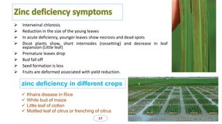Zinc biofortification in rice | PPTX