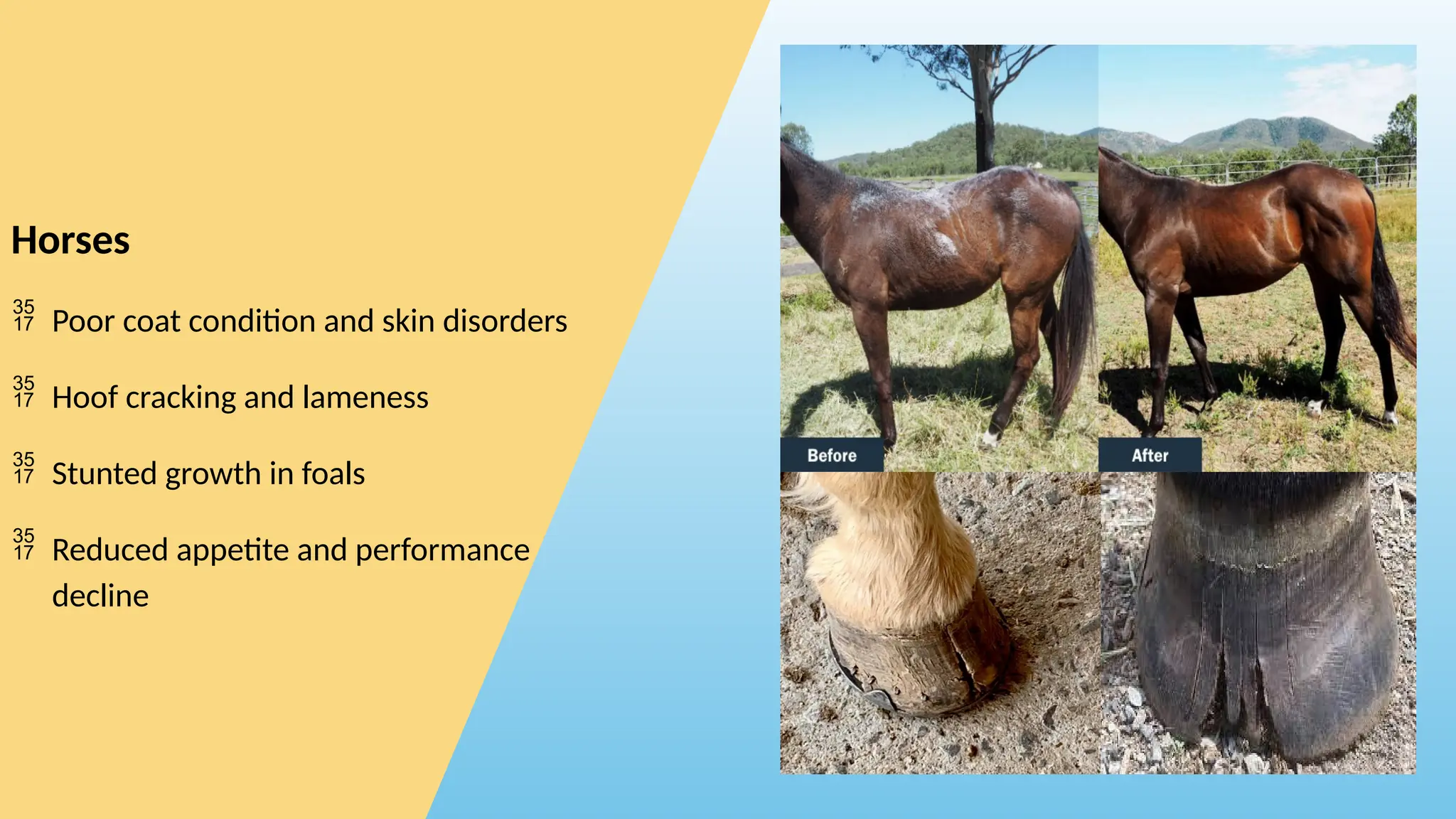 ZINC DEFICIENCY (HYPOZINCEMIA) in Animals | PPTX