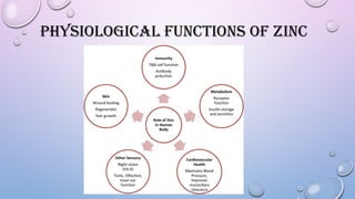 PHYSIOLOGICAL FUNCTIONS OF ZINC
 