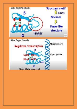 Zinc finger | PDF