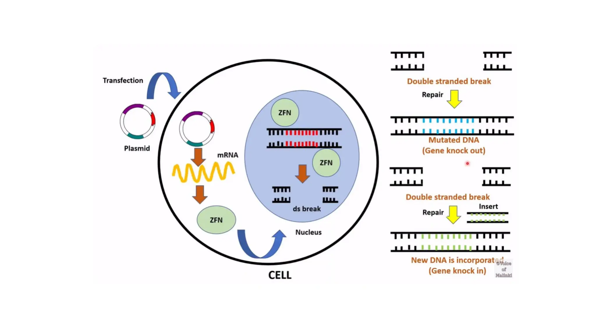 ZINC FINGER NUCLEASES IN GENE EDITING.ppt
