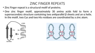 ZINC FINGER NUCLEASES IN GENE EDITING.ppt