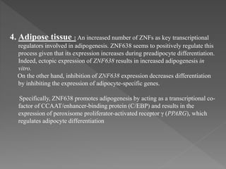 4. Adipose tissue : An increased number of ZNFs as key transcriptional
regulators involved in adipogenesis. ZNF638 seems to positively regulate this
process given that its expression increases during preadipocyte differentiation.
Indeed, ectopic expression of ZNF638 results in increased adipogenesis in
vitro.
On the other hand, inhibition of ZNF638 expression decreases differentiation
by inhibiting the expression of adipocyte-specific genes.
Specifically, ZNF638 promotes adipogenesis by acting as a transcriptional co-
factor of CCAAT/enhancer-binding protein (C/EBP) and results in the
expression of peroxisome proliferator-activated receptor γ (PPARG), which
regulates adipocyte differentiation
 