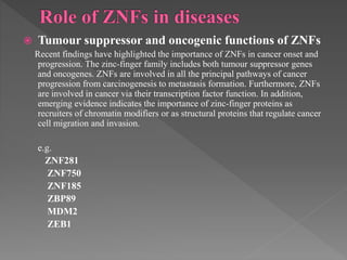  Tumour suppressor and oncogenic functions of ZNFs
Recent findings have highlighted the importance of ZNFs in cancer onset and
progression. The zinc-finger family includes both tumour suppressor genes
and oncogenes. ZNFs are involved in all the principal pathways of cancer
progression from carcinogenesis to metastasis formation. Furthermore, ZNFs
are involved in cancer via their transcription factor function. In addition,
emerging evidence indicates the importance of zinc-finger proteins as
recruiters of chromatin modifiers or as structural proteins that regulate cancer
cell migration and invasion.
e.g.
ZNF281
ZNF750
ZNF185
ZBP89
MDM2
ZEB1
 