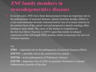  In recent years, ZNFs have been demonstrated to have an important role in
the pathogenesis of neuronal diseases. Spinal muscular atrophy (SMA) is
a rare neuromuscular disorder characterized by loss of α-motor neurons in
the anterior horn of the spinal cord and progressive muscle wasting, often
leading to early death.The cause of the disease is a mutation in
the Survival Motor Neurons 1 (SMN1) gene that results in reduced
expression of the full-length SMN protein, which is necessary for survival
of motor neurons.
e.g.
ZPR1 - important role in the pathogenesis of neuronal diseases (SMA)
ZNF179 - a possible role in the central nervous system
ZNF746 - in the pathogenesis of Parkinson’s disease
ZNF750 - important roles of ZNFs in psoriasis. Psoriasis is a chronic
inflammatory disorder of the skin
 