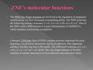  The PHD zinc-finger domains are involved in the regulation of epigenetic
modifications via their chromatin-remodelling ability. The PHD motif has
the following primary structure: C-x-C-x-C-x-C-x-H-x-C-x-C-x-C. One of
the ZNFs with a PHD domain is Lysine Demethylase 2A (KDM2A),
which mediates nucleosome recognition.
 Currently, LIM-type class of ZNFs contains proteins important for actin
targeting, cytoskeleton interaction, and focal adhesion. One important
member, Paxillin, has four LIM motifs. The LIM motif structure is C-x-C-
x-H-x-C-x-C-x-C-x-C-x-(C,H,D). The zinc-finger domain of Paxillin
mediates β-catenin interaction at focal adhesion sites and stress fibers.
 