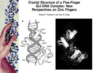 Zind Loop Finger Zinc finger technology | PPT