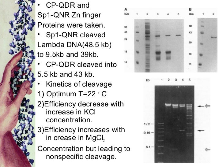Zinc finger technology