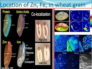 Location of Zn, Fe, in wheat grain
 