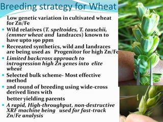 Breeding strategy for Wheat
Low genetic variation in cultivated wheat
for Zn/Fe
 Wild relatives (T. speltoides, T. tauschii,
(emmer wheat and landraces) known to
have upto 190 ppm
 Recreated synthetics, wild and landraces
are being used as Progenitor for high Zn/Fe
 Limited backcross approach to
introgression high Zn genes into elite
wheat
 Selected bulk scheme- Most effective
method
 2nd round of breeding using wide-cross
derived lines with
better yielding parents
 A rapid, High-throughput, non-destructive
XRF machine being used for fast-track
Zn/Fe analysis
 
