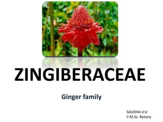 ZINGIBERACEAE
Ginger family
SAUDHA V.U
II M.Sc. Botany
 