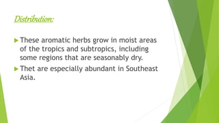 Distribution:
 These aromatic herbs grow in moist areas
of the tropics and subtropics, including
some regions that are seasonably dry.
 Thet are especially abundant in Southeast
Asia.
 