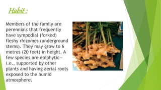 Habit :
Members of the family are
perennials that frequently
have sympodial (forked)
fleshy rhizomes (underground
stems). They may grow to 6
metres (20 feet) in height. A
few species are epiphytic—
i.e., supported by other
plants and having aerial roots
exposed to the humid
atmosphere.
 