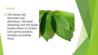 Leaves:
 The leaves are
alternate and
distichous, the base
sheathing and the blade
mostly linear to elliptic
with penni-parallel,
strongly ascending
veins.
 